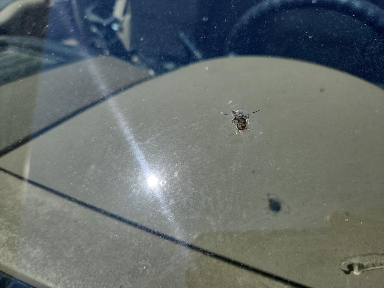 2007 Ford F150 White vin: 1FTRF12W67KC91227 Damage: Windshield, Star In Glass, 1/2 To 1 Inch