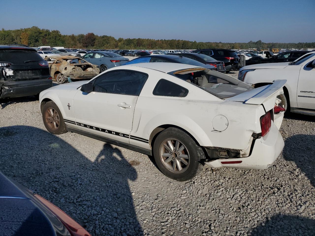 2006 Ford Mustang White vin: 1ZVFT80NX65110770