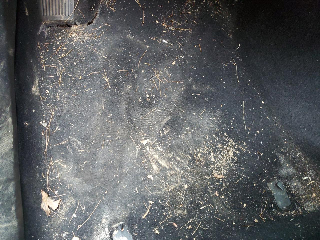 2019 Dodge Charger Scat Pack Оранжевый vin: 2C3CDXGJ4KH558994 Damage: Left Front Carpet, Torn, > 12 Inches